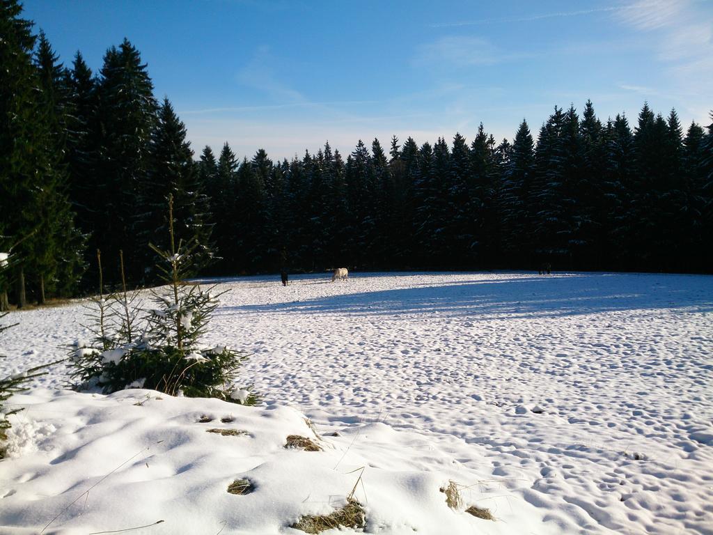 Waldhotel Zoebischhaus Bad Reiboldsgrün Exterior foto